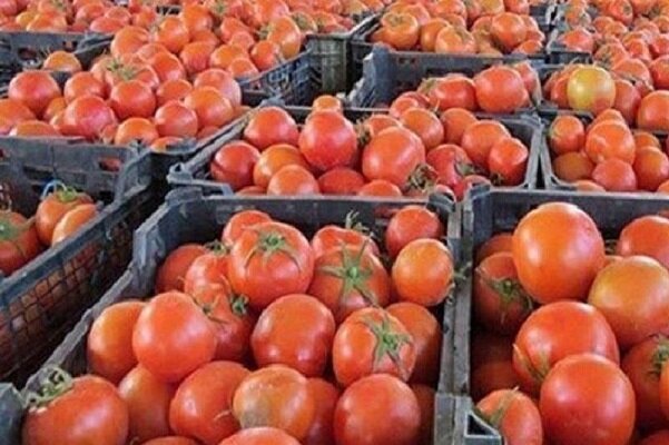 گوجه فرنگی ، قیمت ش در بازار شکسته شد / کاهش مجدد قیمت گوجه فرنگی