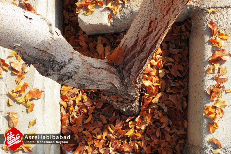 نفس های پایانی پاییز در شهر حبیب آباد