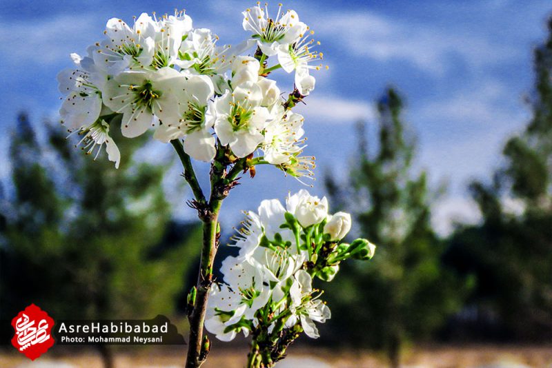 حبیب آباد در آستانه بهار - عصرحبیب آباد