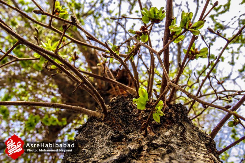 حبیب آباد در آستانه بهار - عصرحبیب آباد