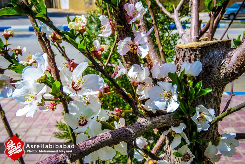 حبیب آباد در آستانه بهار - عصرحبیب آباد