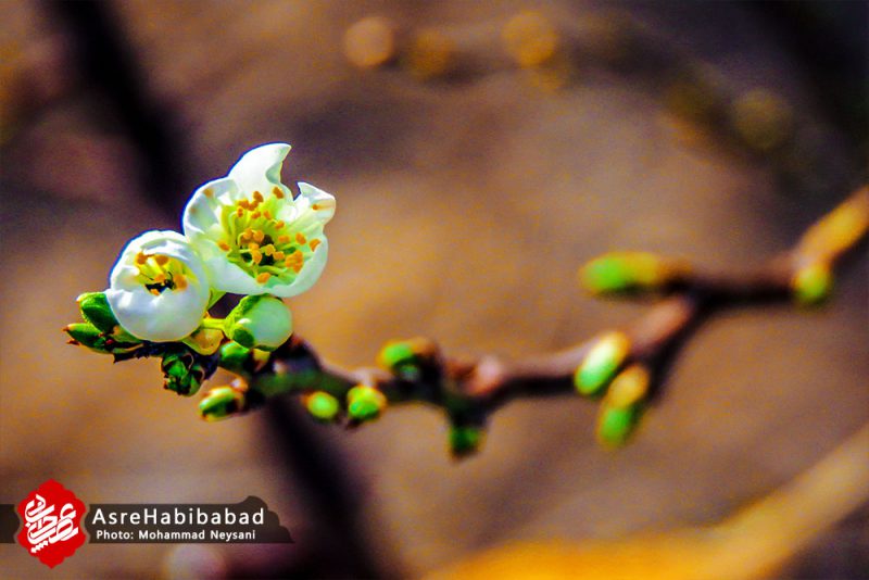 حبیب آباد در آستانه بهار - عصرحبیب آباد