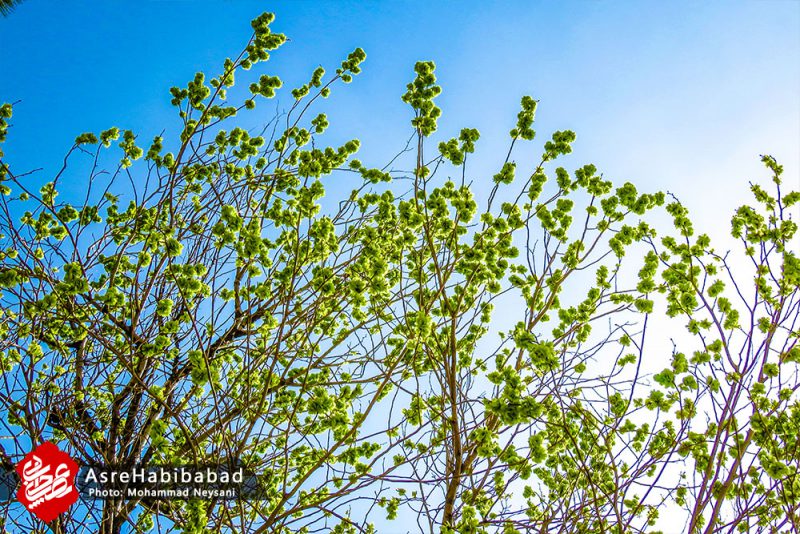 حبیب آباد در آستانه بهار - عصرحبیب آباد