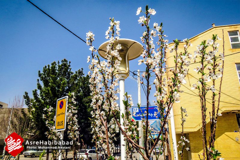 حبیب آباد در آستانه بهار - عصرحبیب آباد