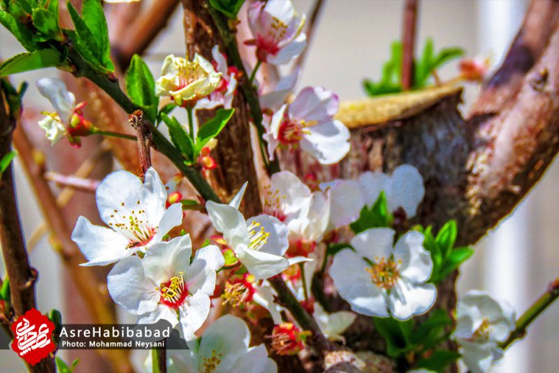 حبیب آباد در آستانه بهار - عصرحبیب آباد