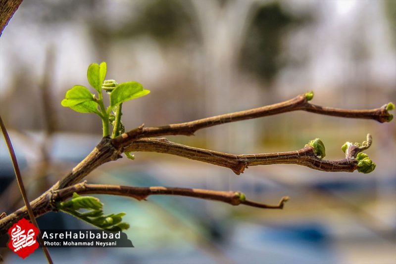 حبیب آباد در آستانه بهار - عصرحبیب آباد