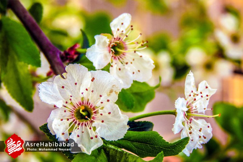 حبیب آباد در آستانه بهار - عصرحبیب آباد