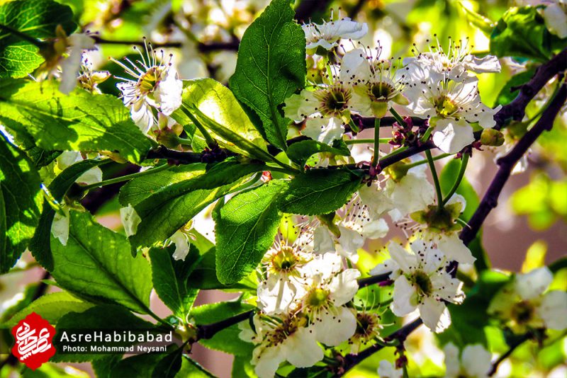 حبیب آباد در آستانه بهار - عصرحبیب آباد