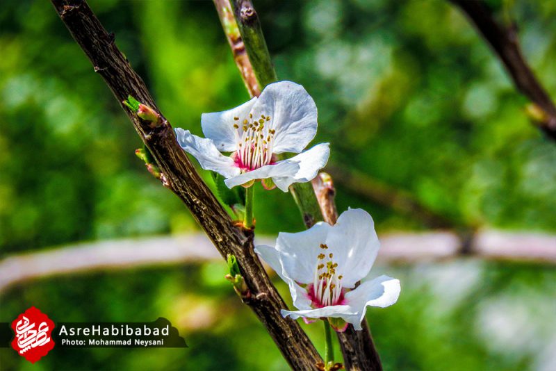 حبیب آباد در آستانه بهار - عصرحبیب آباد