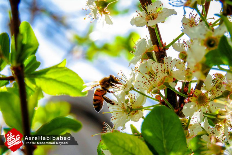 حبیب آباد در آستانه بهار - عصرحبیب آباد