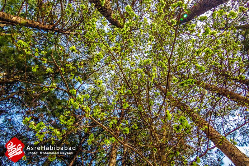 حبیب آباد در آستانه بهار - عصرحبیب آباد