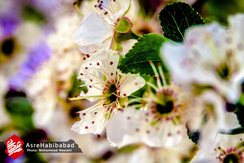 حبیب آباد در آستانه بهار - عصرحبیب آباد
