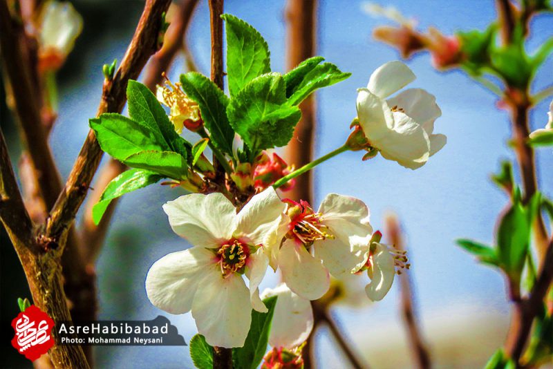 حبیب آباد در آستانه بهار - عصرحبیب آباد