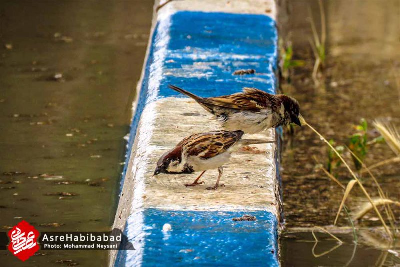 آب گرفتگی معابر حبیب آباد پس از بارش شدید باران