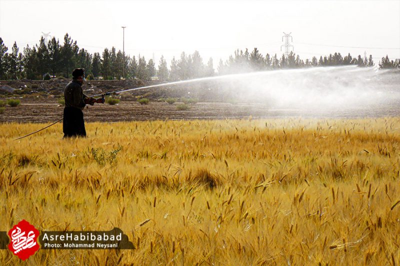 اجرای طرح مبارزه با سن غلات در مزارع حبیب آباد