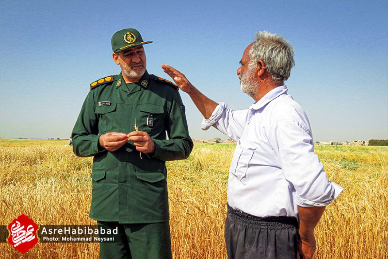 اجرای طرح مبارزه با سن غلات در مزارع حبیب آباد