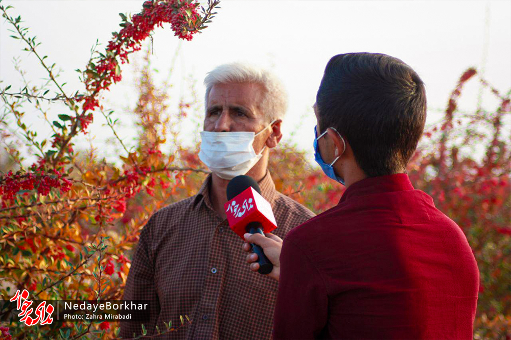 فیلم| برداشت زرشک از باغ پدر زرشک استان اصفهان در شهرستان برخوار