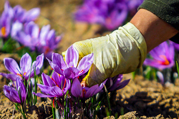 افزایش 10 هکتاری سطح زیر کشت زعفران در شهرستان برخوار