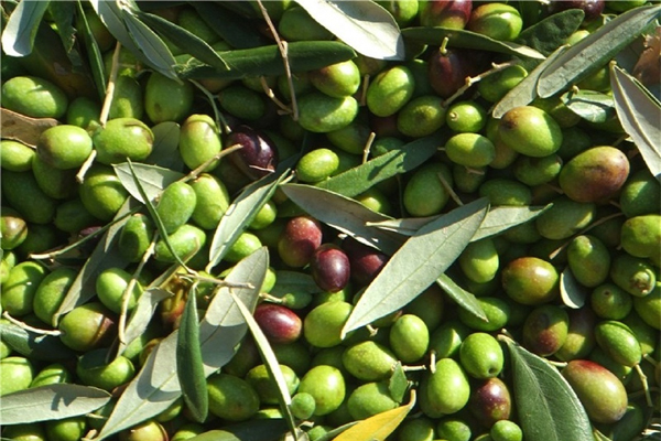 معجزه و خواص زیتون در درمان بسیاری از بیماری ها