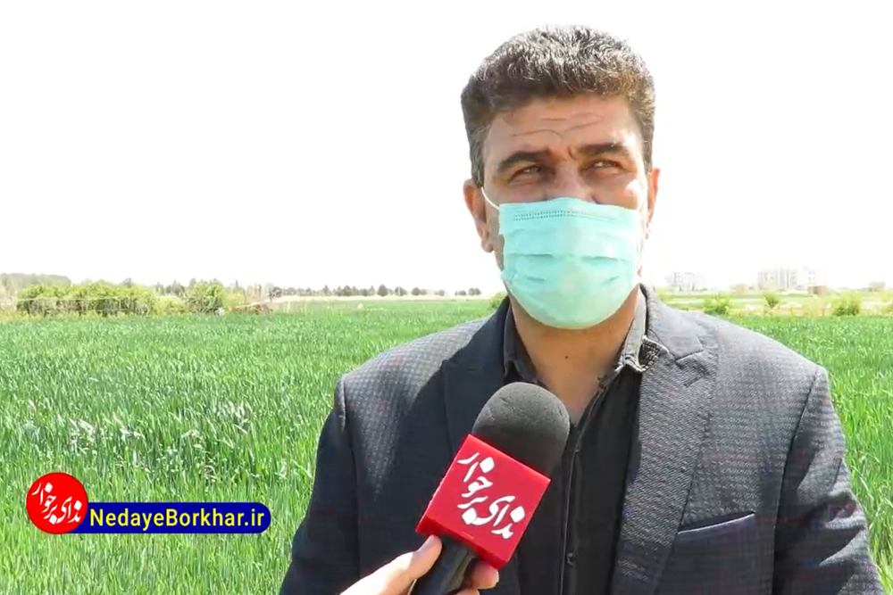 سطح زیر کشت گندم و جو در برخوار 7 هزار هکتار است/ کشاورزان با سن غلات مبارزه کنند