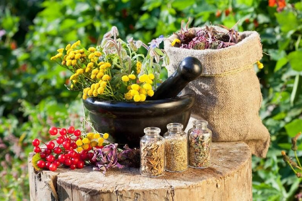 گیاهانی جادویی برای افزایش انرژی بدن و بهبود عملکرد مغز