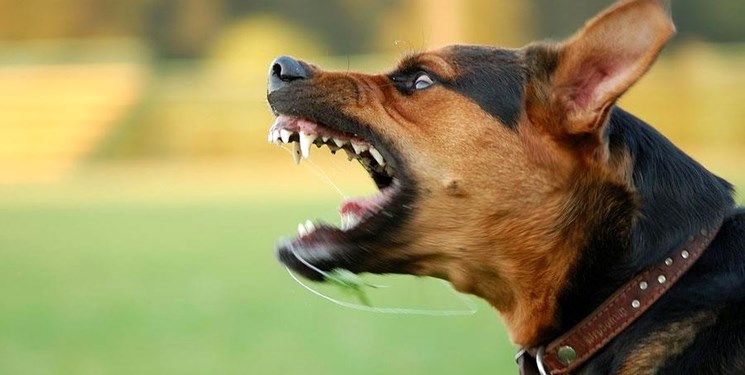 چرا حمله حیوانات وحشی به انسان‌ها افزایش یافته است؟