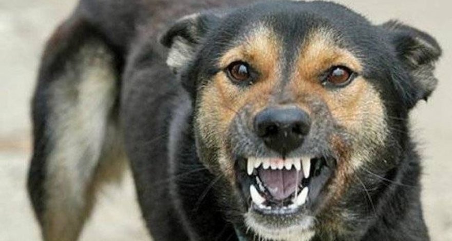 حمله سگ‌های ولگرد به یک شهروند در برخوار + فیلم