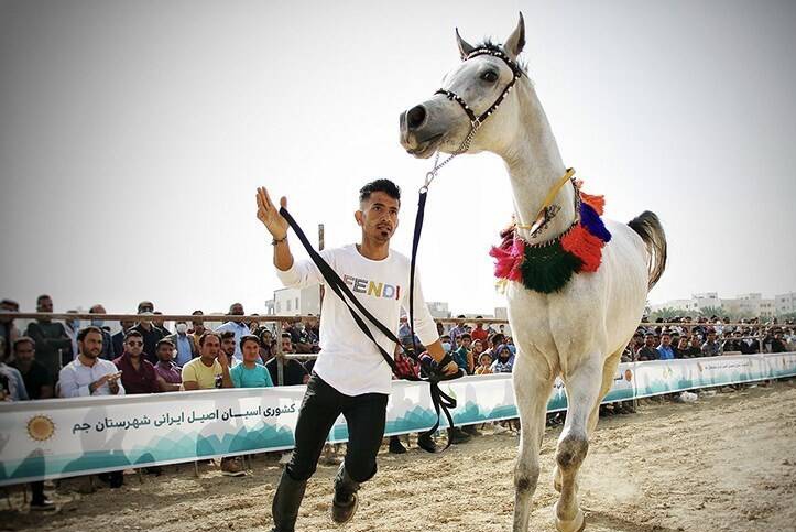 شهرستان برخوار میزبان سومین جشنواره ملی اسبان اصیل ایران زمین