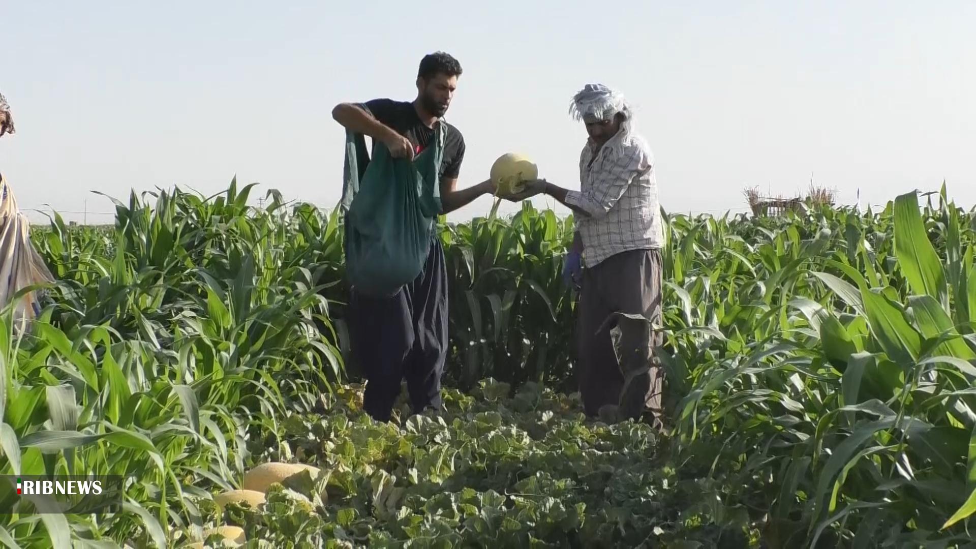 برداشت خربزه از ۶۰۰ هکتار از مزارع شهر سین برخوار + فیلم