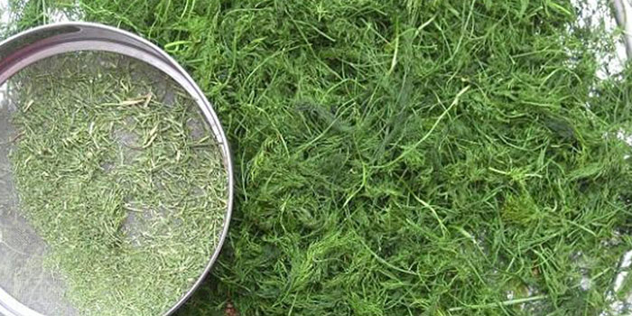 خشک کردن شوید، کار در منزل تعدادی از بانوان کوهپایه‌ای