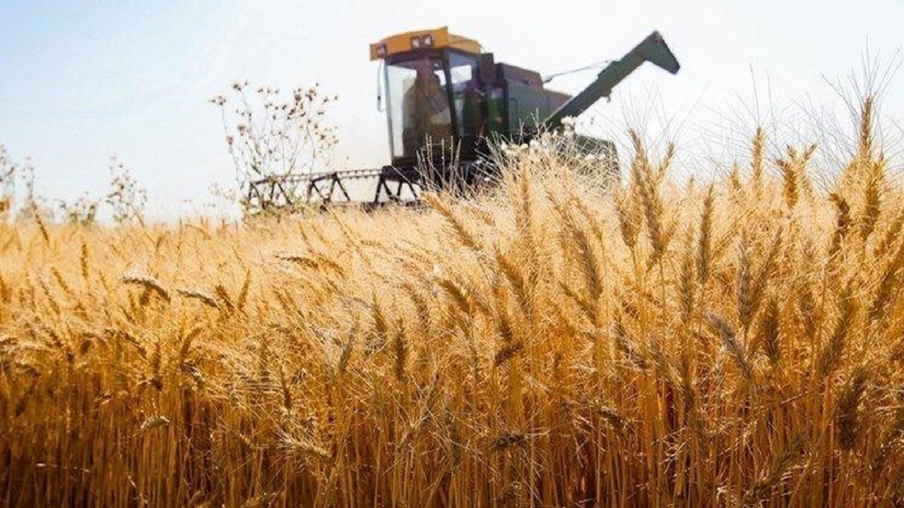 پیش‌بینی برداشت ۲۲ هزار تن گندم و ۱۱ هزار تن جو از مزارع برخوار
