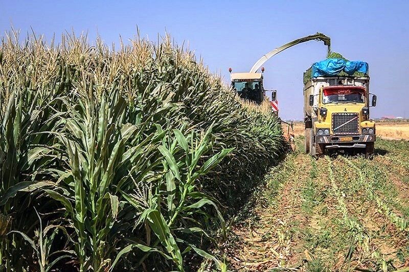 آغاز برداشت ذرت علوفه‌ای در مزارع برخوار