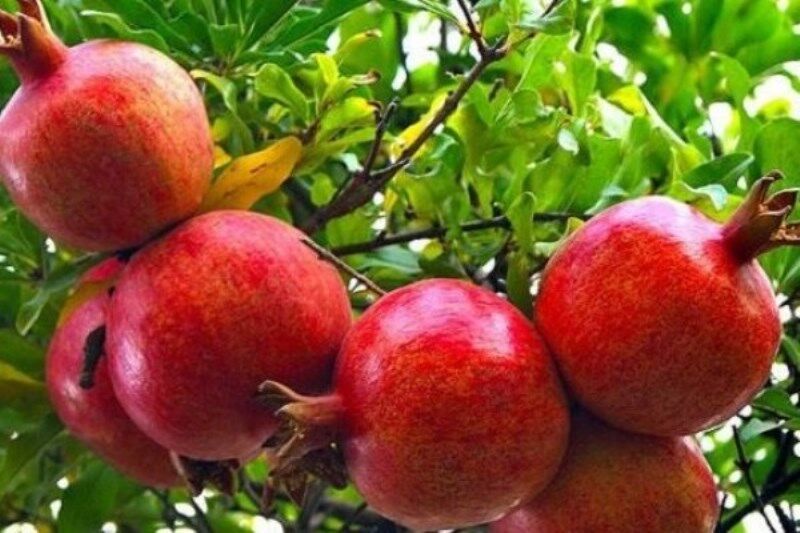 برداشت انار از باغات کوهپایه/ انار و عناب گل سرسبد میوه‌های باغی در این شهر
