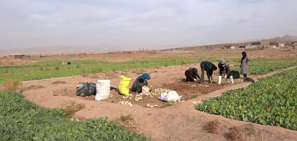 زیر خاک کردن راهکاری برای نگهداری