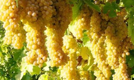 دومین جشنواره انگور در دولت آباد برگزار می‌شود