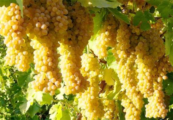 دومین جشنواره انگور در دولت آباد برگزار می‌شود