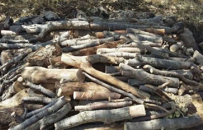 توقيف مگان حامل چوب قاچاق در برخوار
